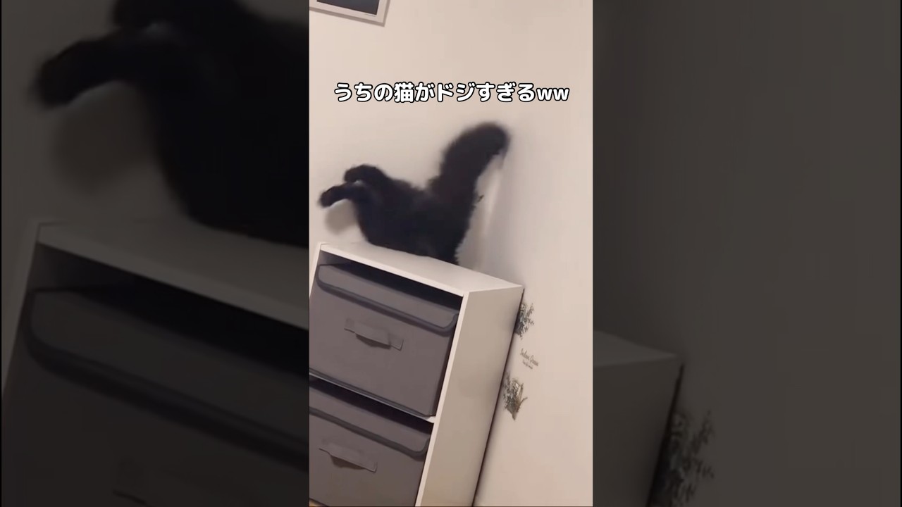 アホさ加減がもはや愛おしい #黒猫 #サイベリアン #shorts