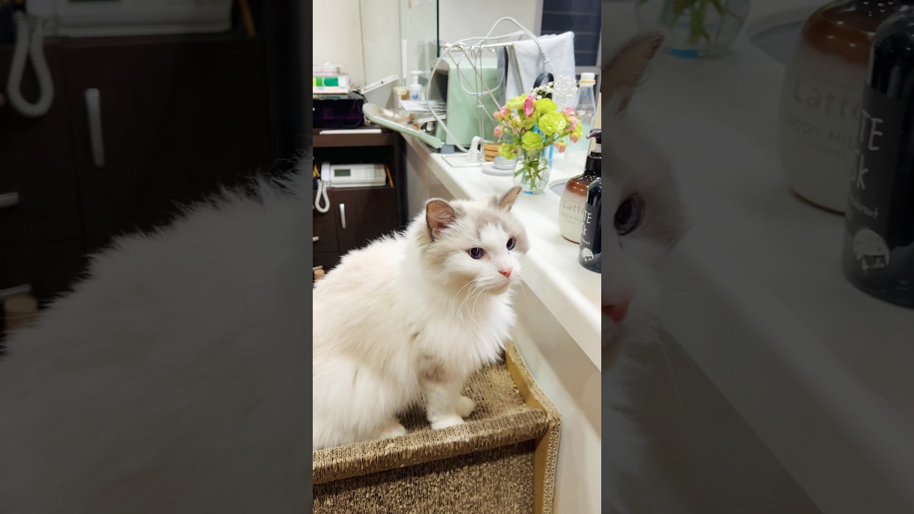 神級にかわいい💕【ラグドール】アリスのごはんアピールタイム😸