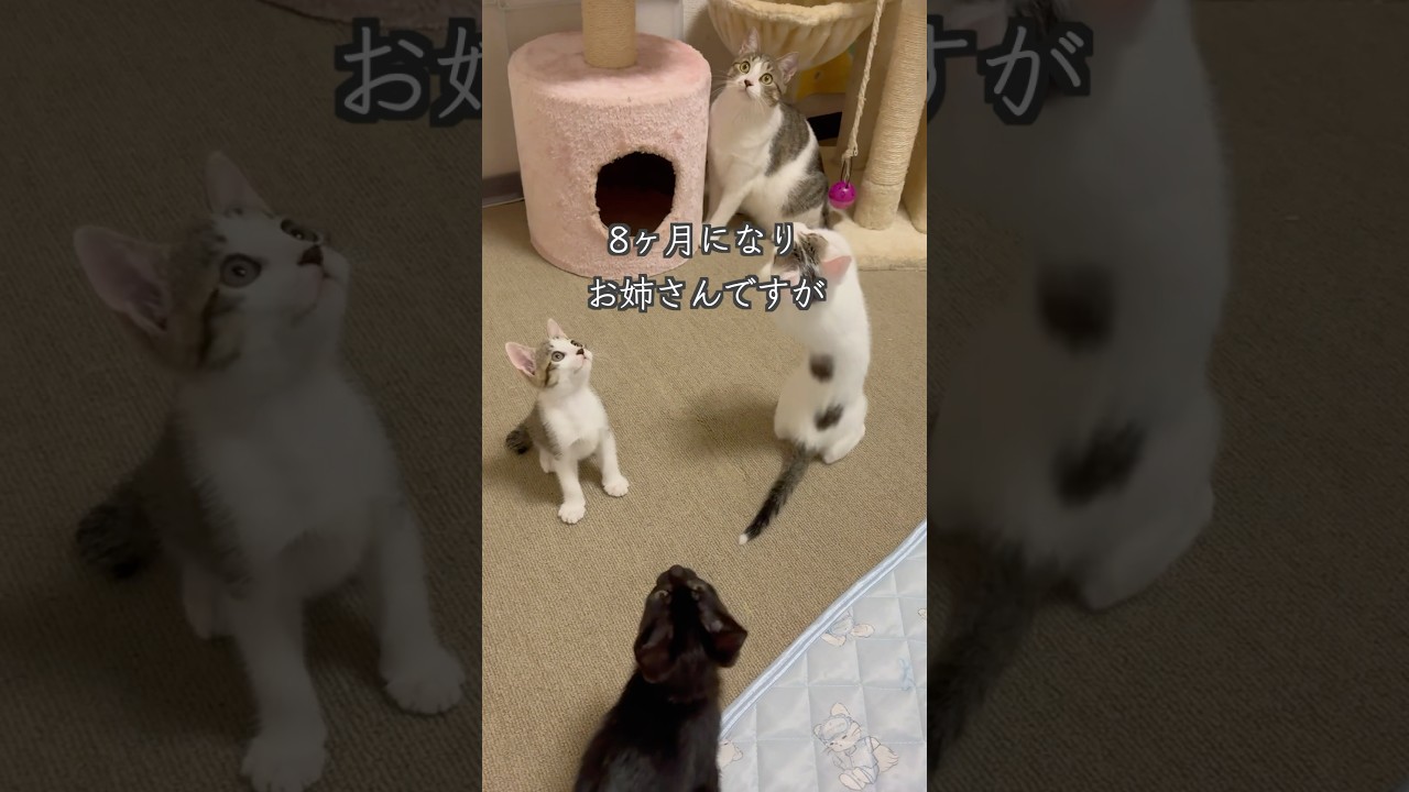 生後2ヶ月の保護子猫たちと遠慮がちに遊ぶ、血のつながった先住猫🐱  #shorts  #子猫動画 #保護子猫
