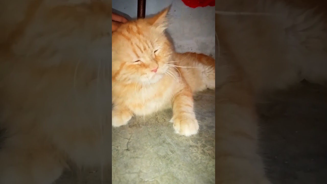 Difference with Persian and Drifter cats 😺