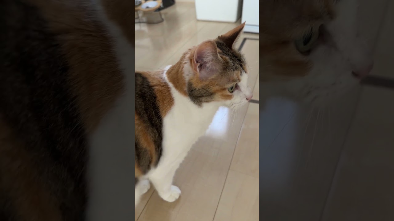 元野良猫ちゃくちゃん15歳ヌシが帰宅後おしゃべりが止まりません #cat #保護猫 #三毛#老猫#猫のいる暮らし #ねこ
