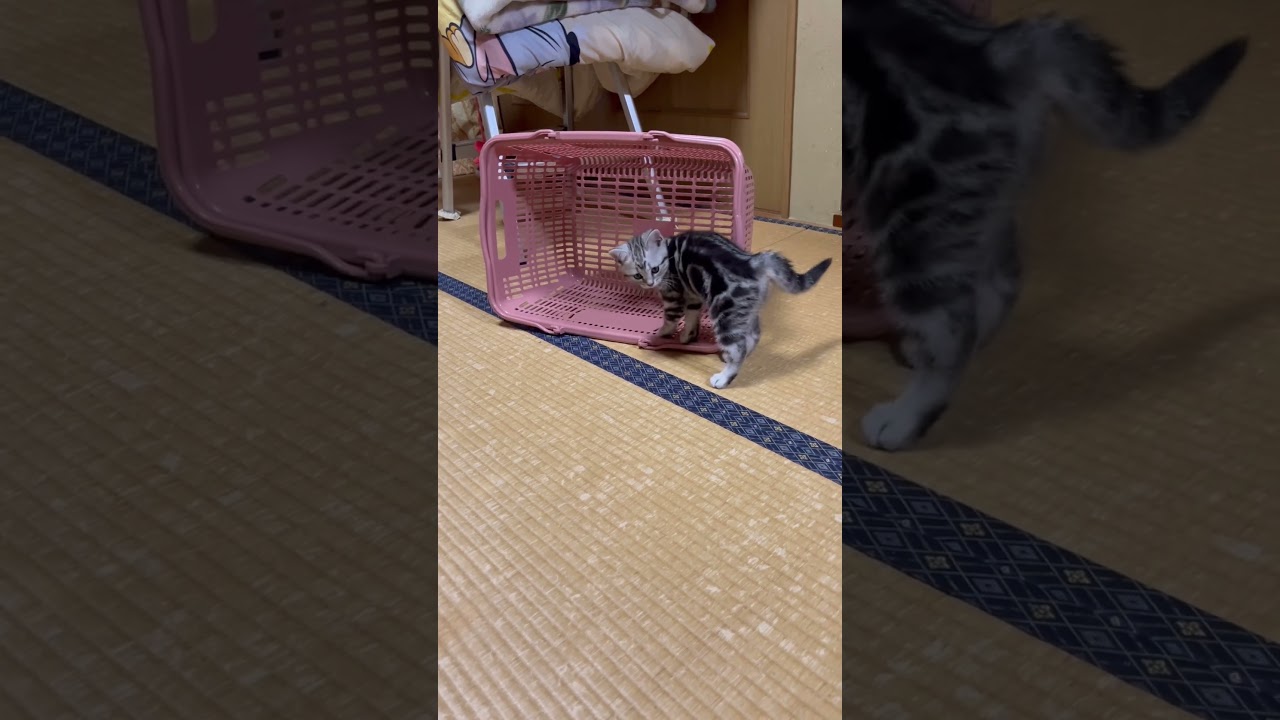 生後59日目。サッカーやるよ。#アメショ#アメリカンショートヘア#猫の日常#子猫#cat#cats