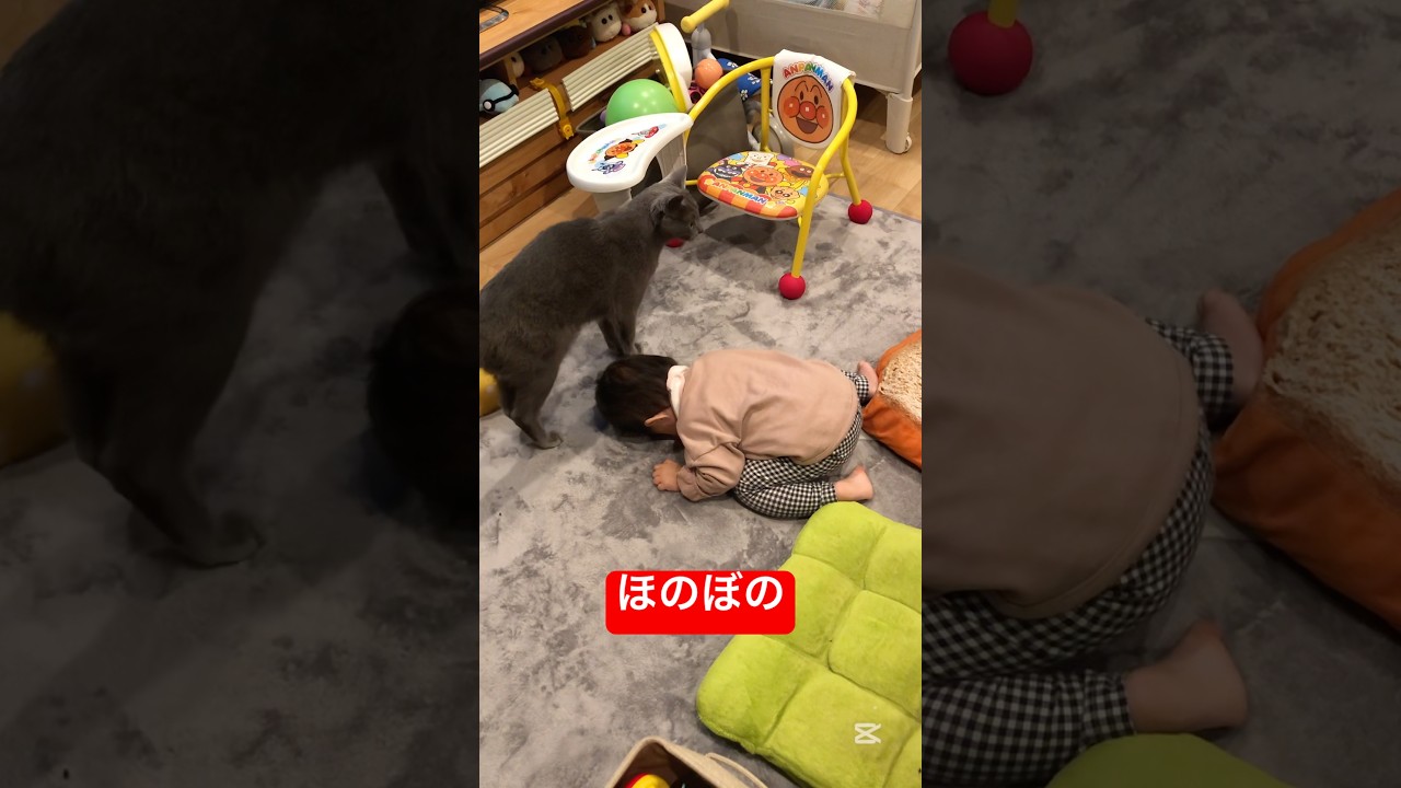 猫に土下座する赤ちゃん#ロシアンブルー #猫