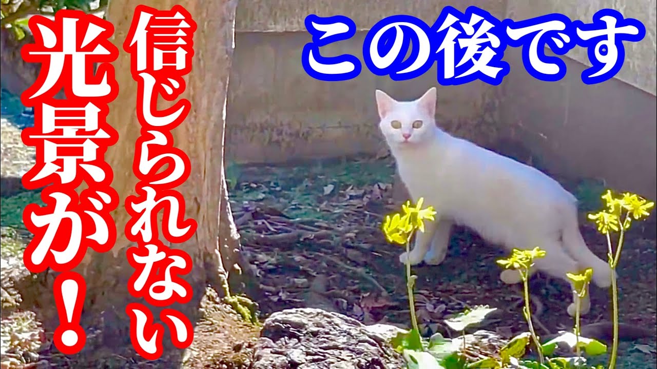 久しぶりにやって来た野良猫の驚愕の光景に涙