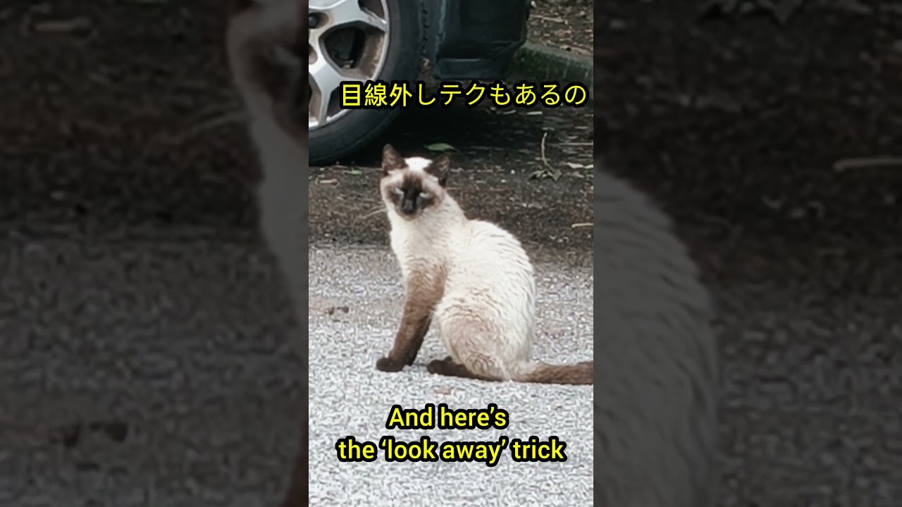 Purr-fect Top Model: Siamese Cat Steals the Spotlight! トップモデル級シャム猫、完璧ポーズ!   #shorts