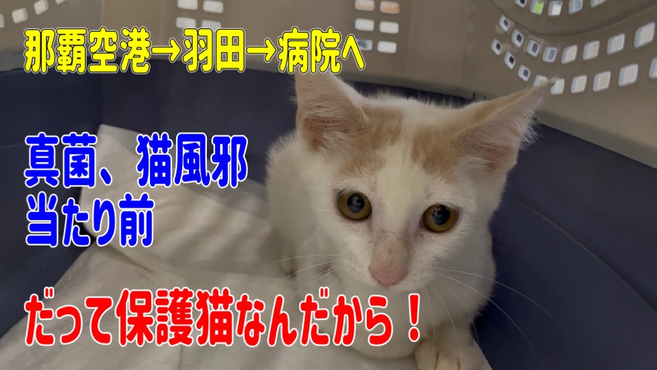 空輸した子猫達を羽田空港から動画病院へ