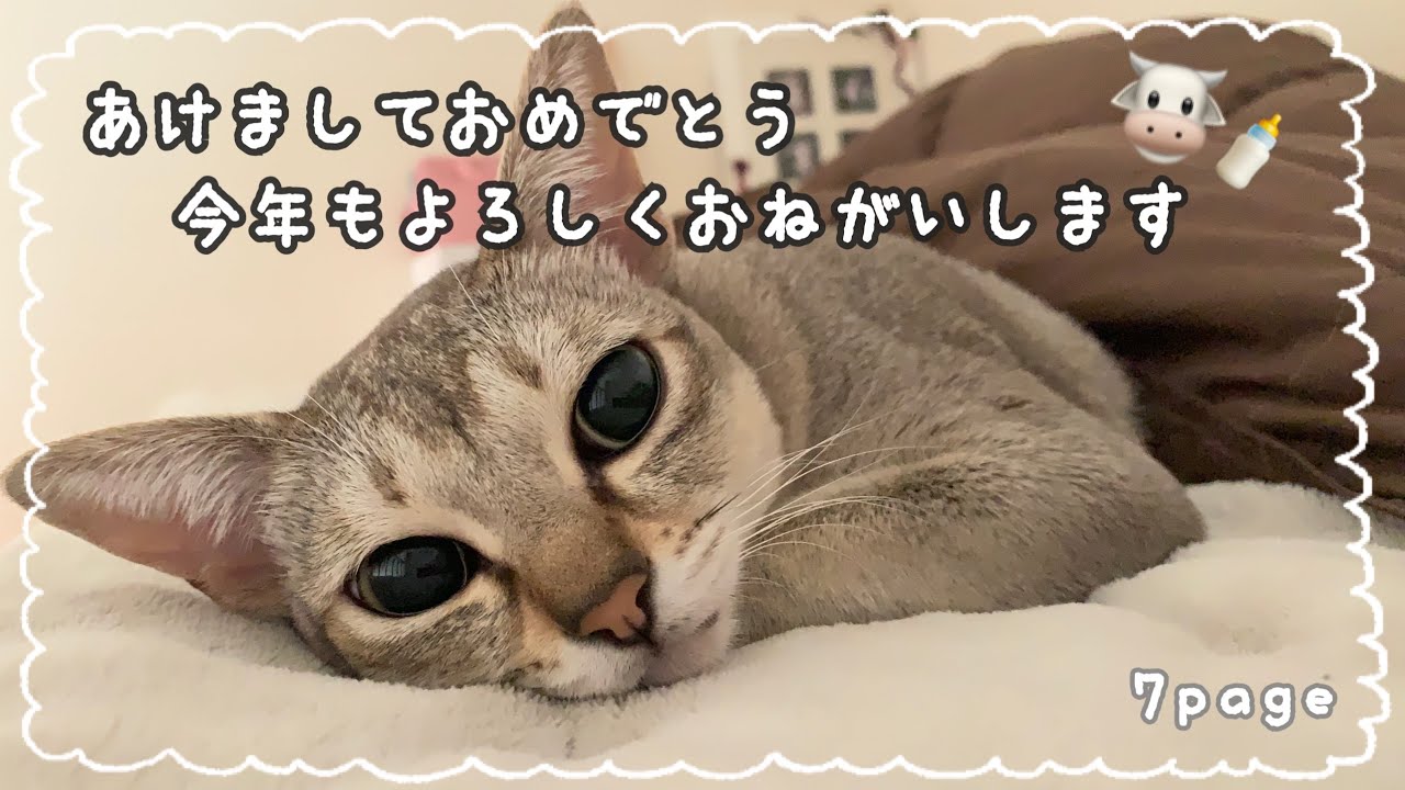 【シンガプーラ】すいの特技は「取ってこい」