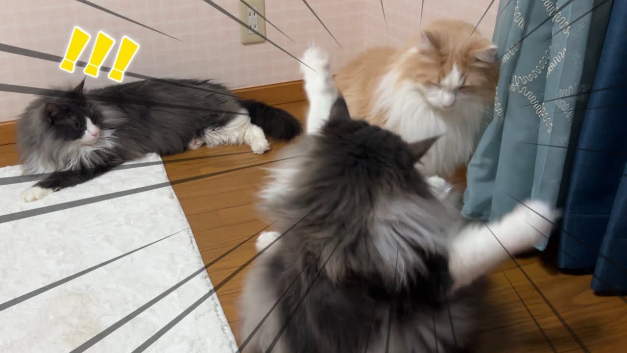 【高速バトル‼︎‼︎】仲良しノルウェージャンフォレストキャットのふたりのバトルに驚く、末っ子ターキッシュアンゴラwww