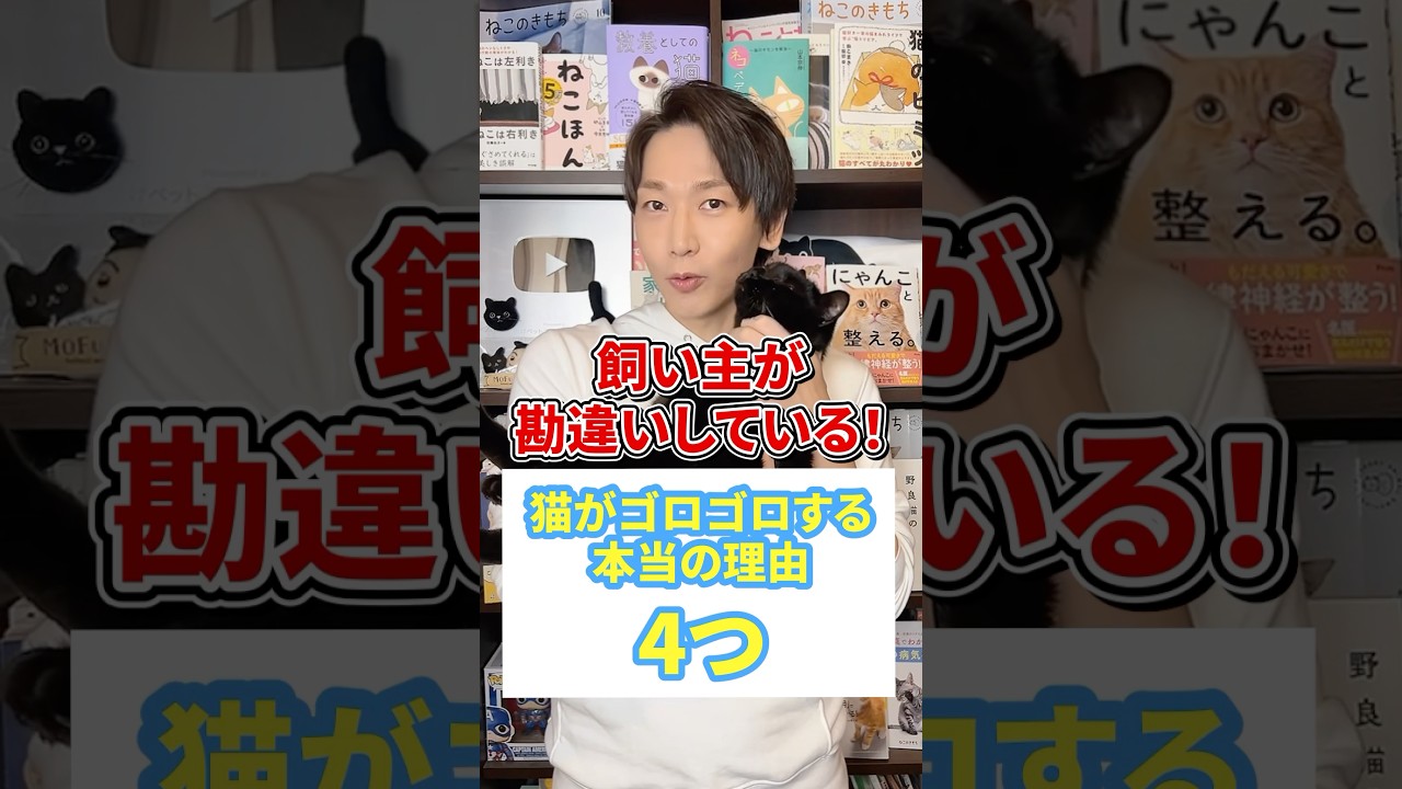 飼い主が勘違いしている猫がゴロゴロする本当の理由4つ #猫 #猫動画 #ねこ