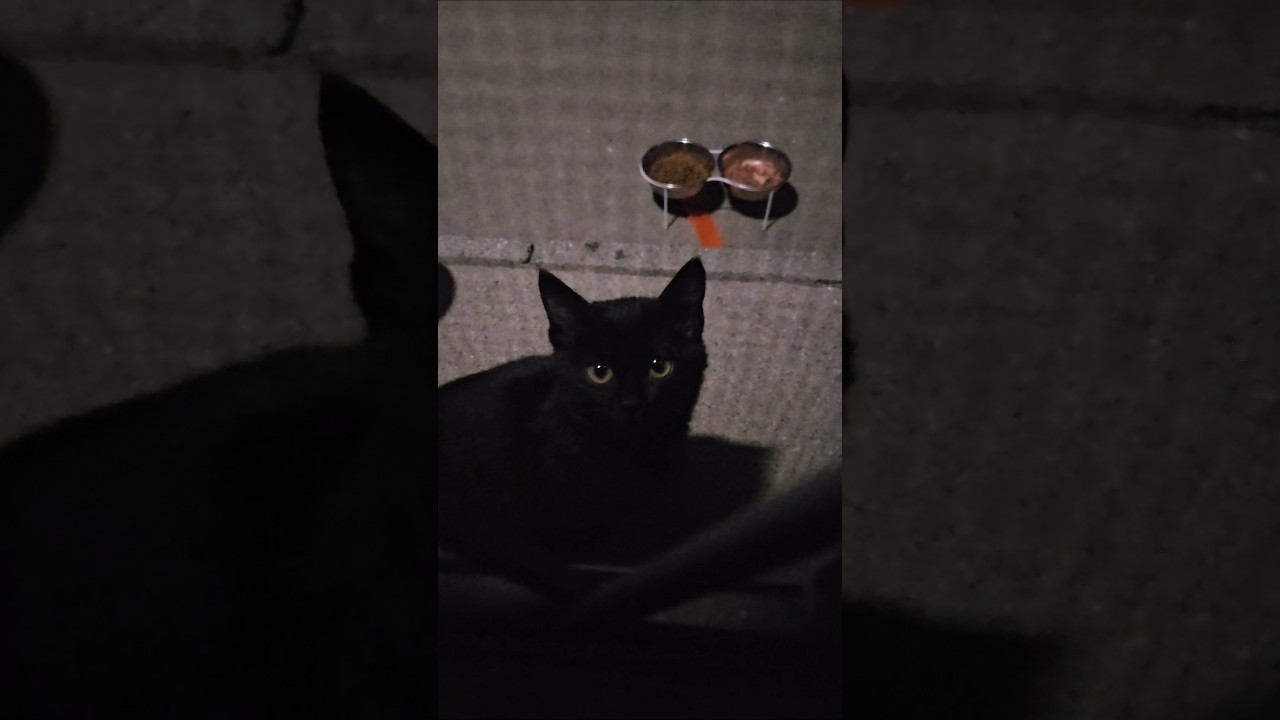 ひとりぼっちの子猫　#野良猫 #保護猫 #黒猫