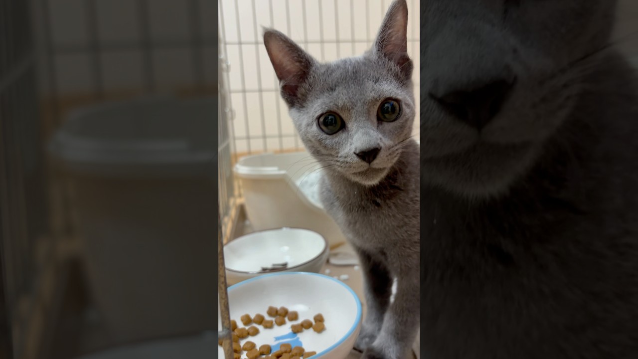 猫アレルギーと新しい仔猫の生活2日目『食事』#shorts #ロシアンブルー #猫