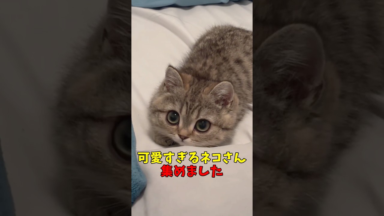 可愛すぎるネコさん集めました#猫　#猫のいる暮らし　#猫動画　#ねこ　#可愛い　#ペット　#かわいい　#2ch