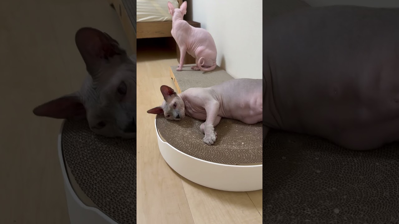 新しい爪とぎにうっとりする毛のない猫【スフィンクス】