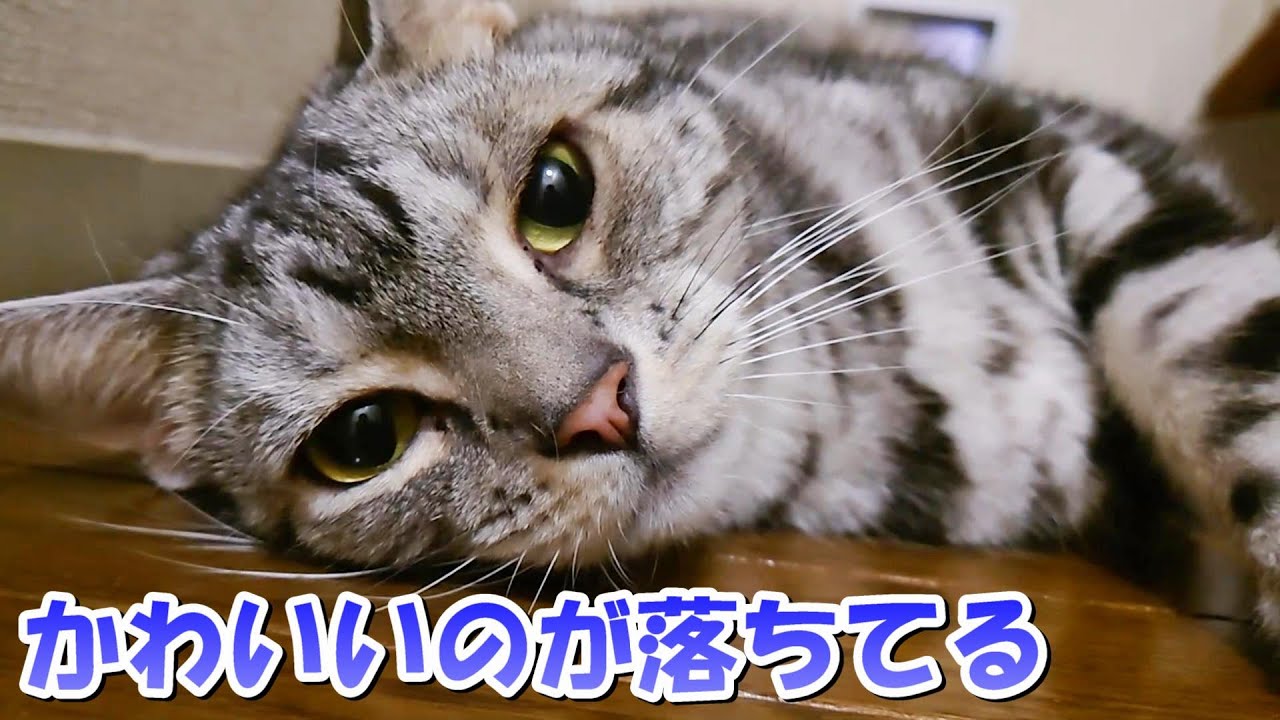 夏の廊下に落ちてる猫さんかわいい（アメリカンショートヘア）