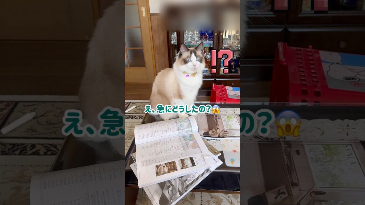 恐怖映像 猫が取り憑かれる瞬間 #猫 #ラグドール #shorts