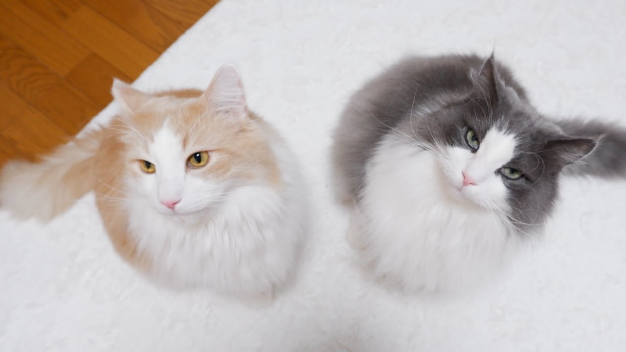 【かわいい🩷】朝から兄組が元気すぎて、びっくりした日wwwノルウェージャンフォレストキャットとターキッシュアンゴラ