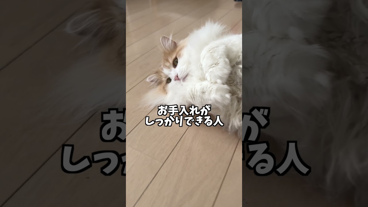 サイベリアンは大変？性格や飼うのに向いている人 #shorts