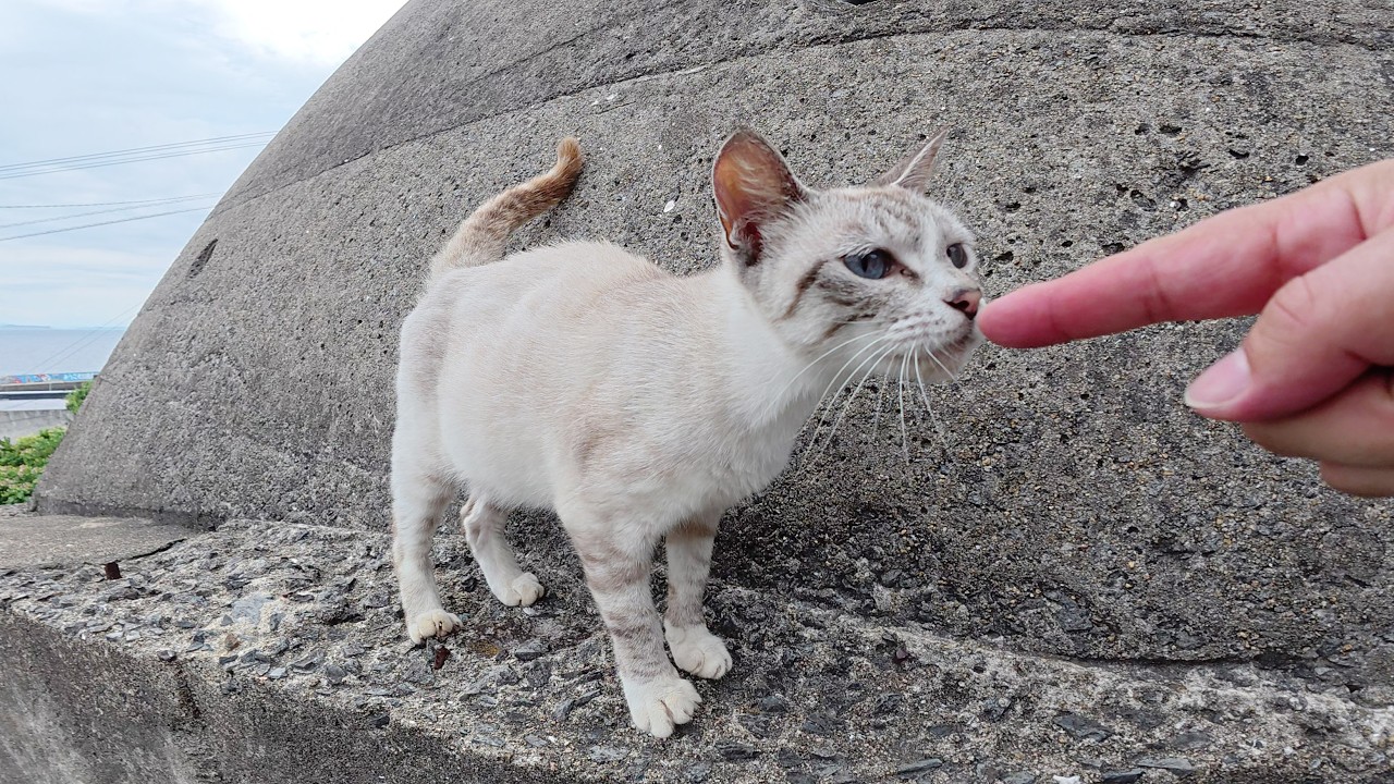 シャム猫が急な崖をかけ降りてナデナデされに来た