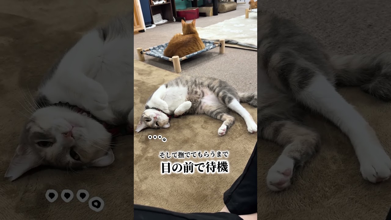 ゴロー&むっちゃん兄妹。