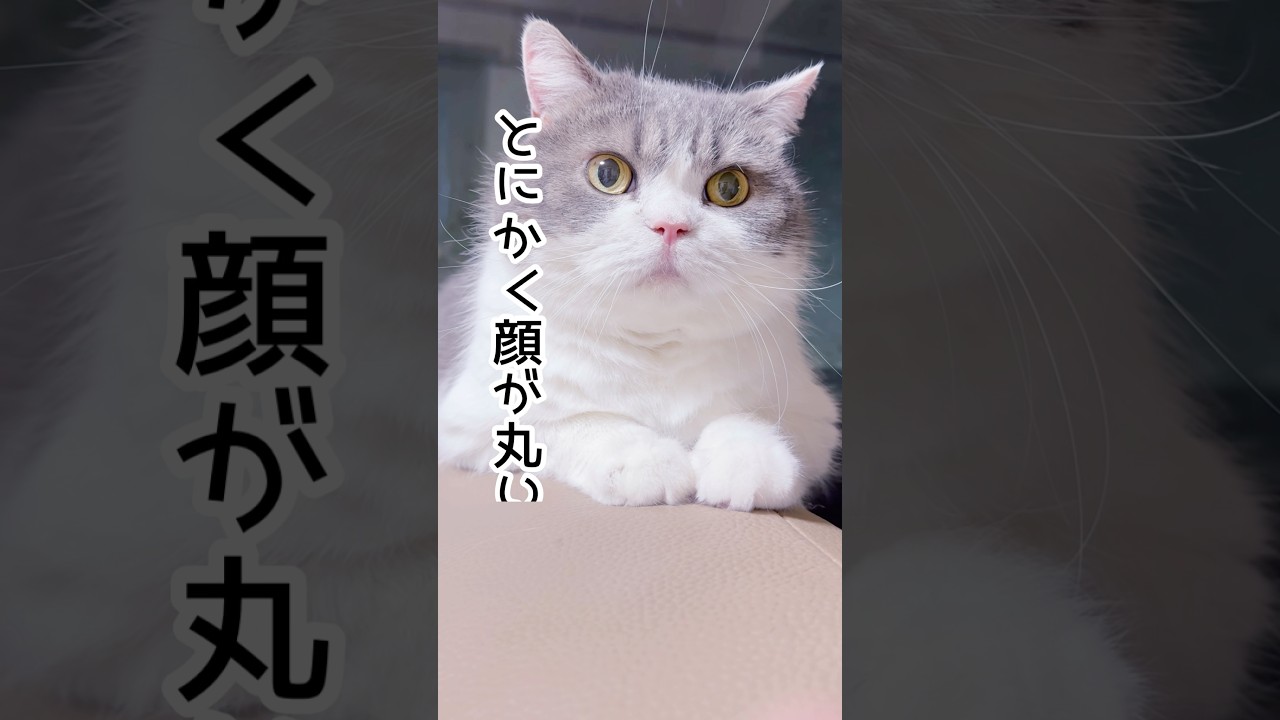 【我が家のにゃんコンテスト】#猫 #猫のいる暮らし #ラグドール#スコティッシュフォールド #ノルウェージャンフォレストキャット #shorts