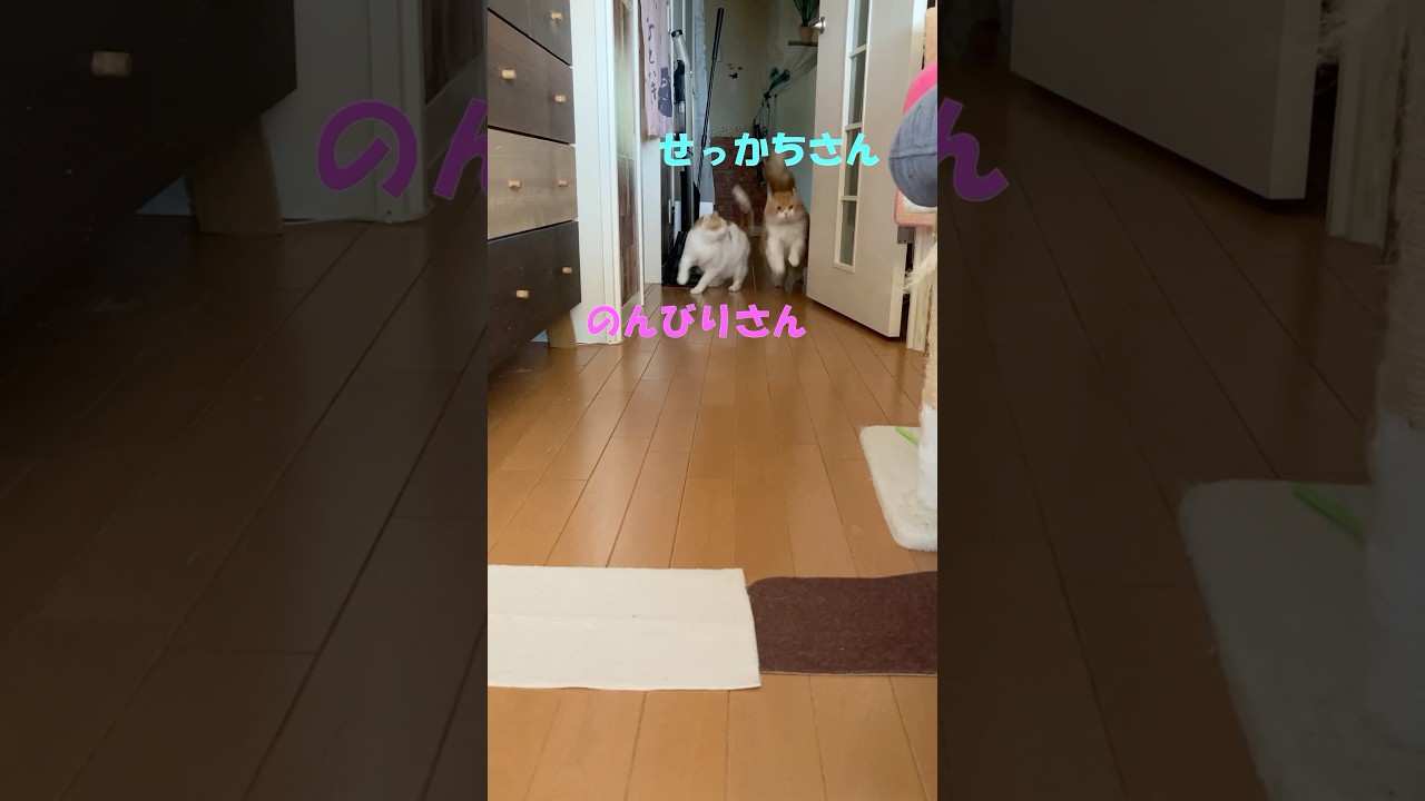 のんびりさんとせっかちさん #cat #猫のいる暮らし #アメリカンカール