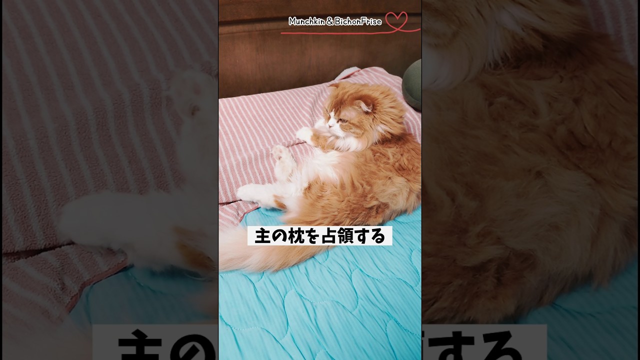 【マンチカン 】飼い主の枕を完全に取られてしまいました 【犬と猫、両方飼ってると毎日かわいい♥】