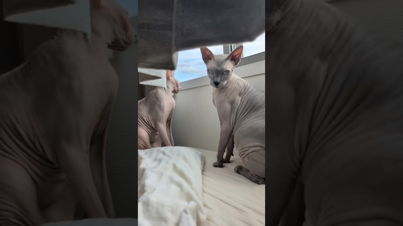 のんびり黄昏る毛のない猫たち【スフィンクス】