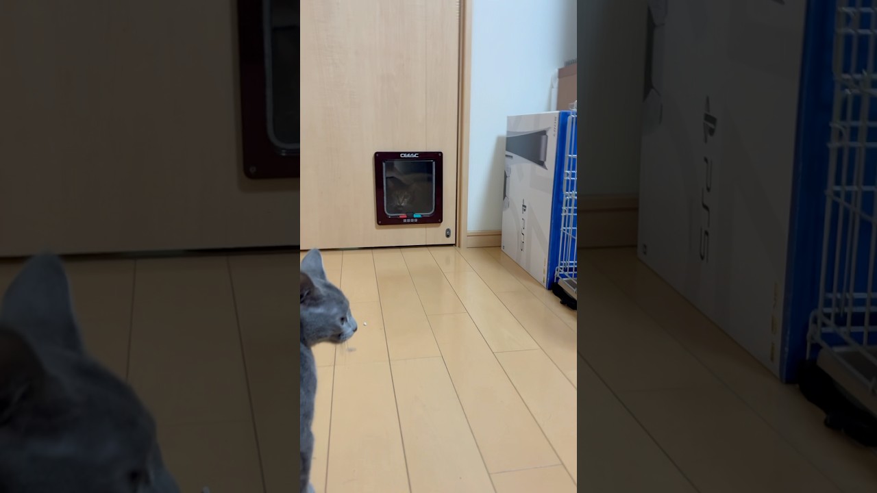 猫アレルギーと新しい仔猫の生活3日目『ドア越し』#shorts #ロシアンブルー #猫
