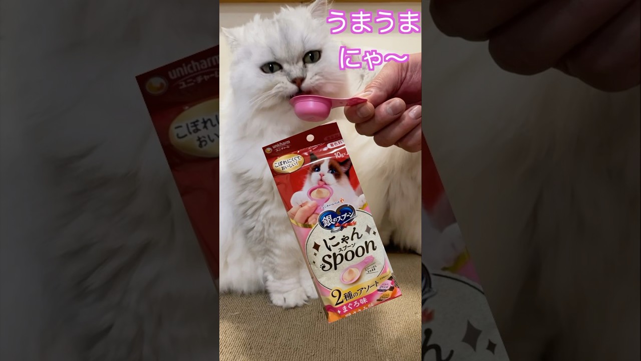 にゃんスプーン💛初めてのおやつにペルシャ猫たち大興奮♡#ペルシャ猫 #猫 #猫好きさんと繋がりたい #persiancat