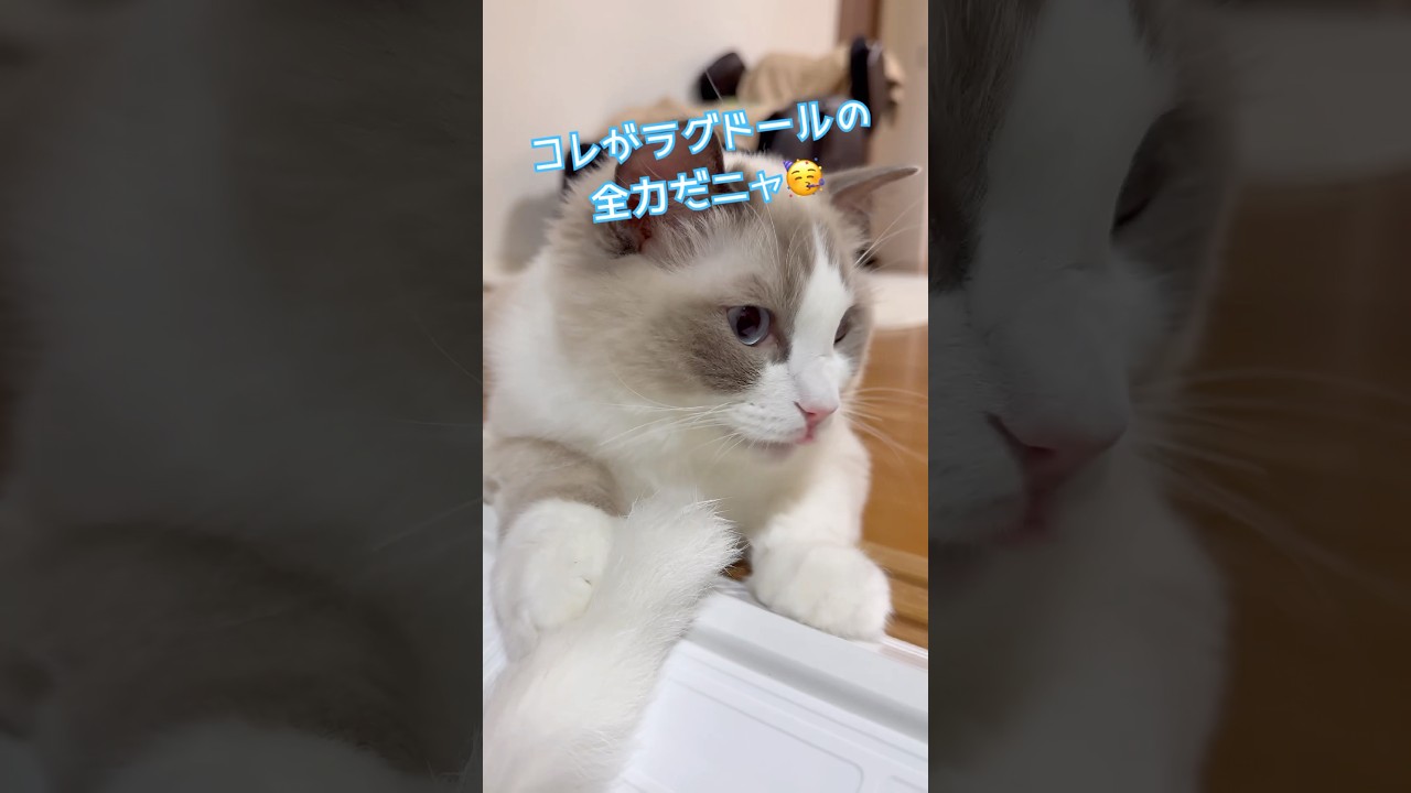 怠惰すぎる猫じゃらしタイム 💤 これがラグドールの真髄？🐈
