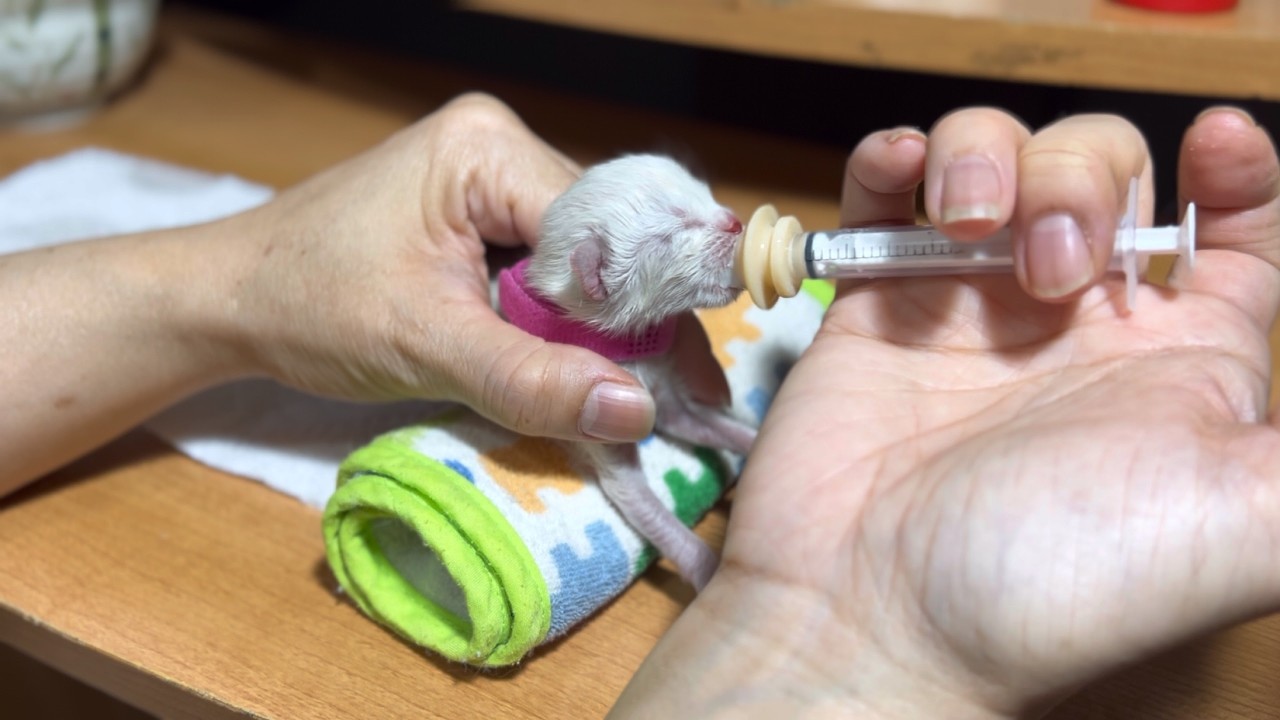 【子猫生後1日】新生児ラグドールの子猫の見分け方＋体重測定＋わくわく💓😽ミルクタイム 【ラグドール赤ちゃん子猫の初心者必見】