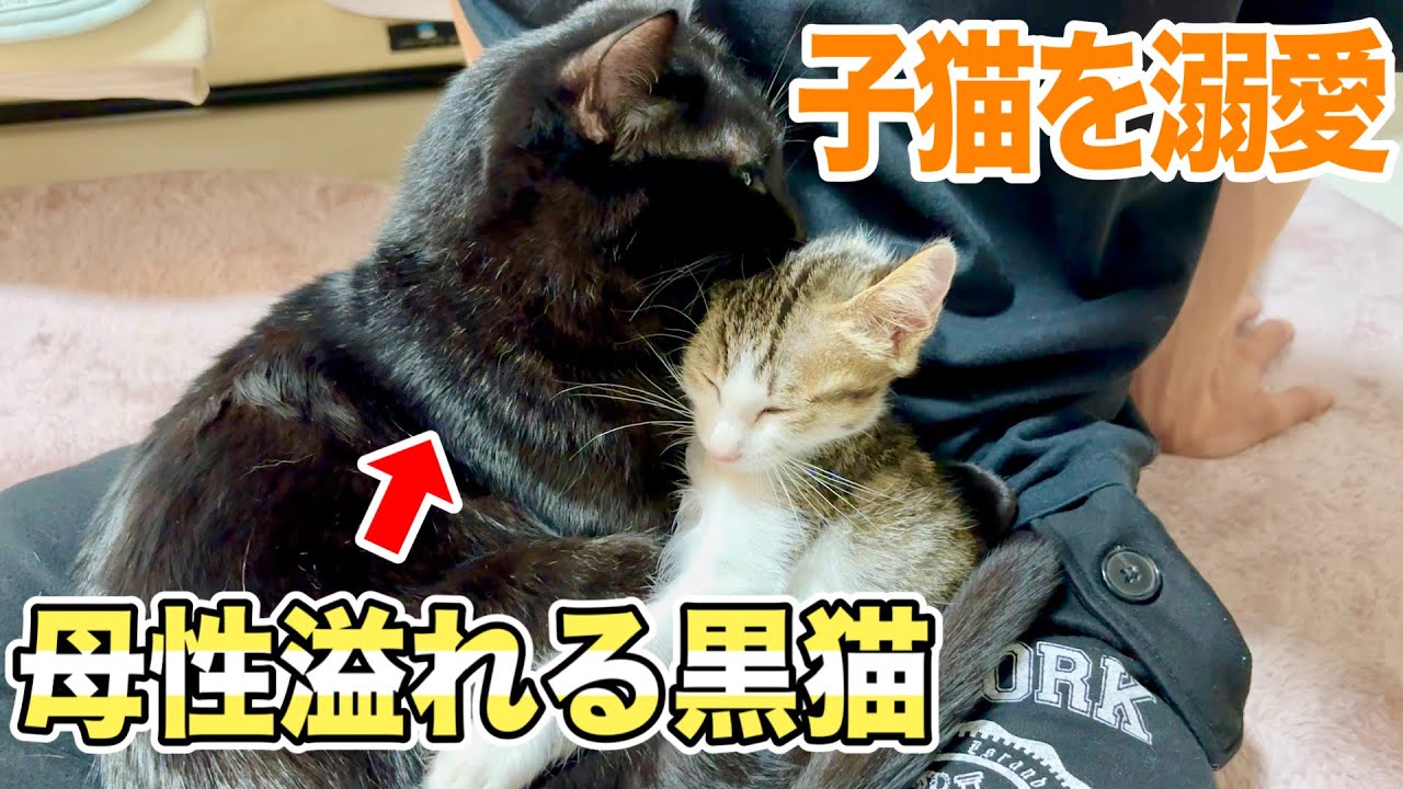 保護した子猫に母性溢れるお兄ちゃん黒猫が癒しすぎる