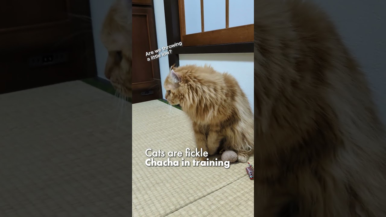 猫は気まぐれ／チャチャ特訓中