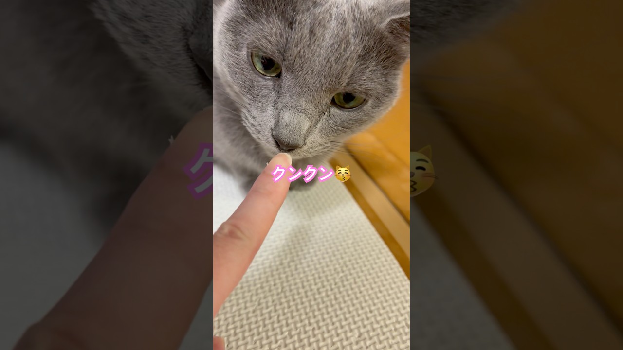 ママの指チュキ❤️ #猫 #ロシアンブルー #shorts