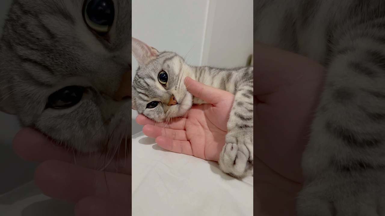 子猫時代から愛情いっぱいに育てた結果...♪ #shorts #猫 #cat