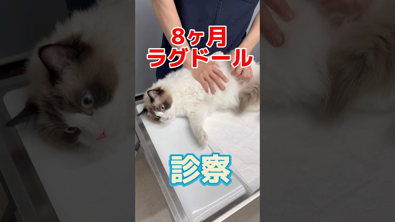 トイレには何度も行くが尿が1日出てない8ヶ月のラグドールが動物病院にやって来た！