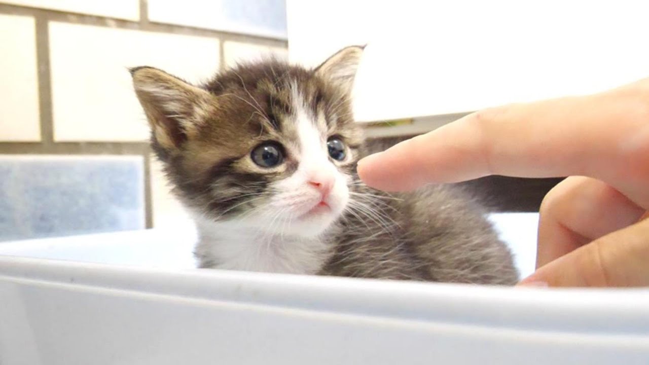 ご飯の準備をしていると子猫たちが、かわいい鳴き声で足元に集合する【赤ちゃん猫　保護猫】