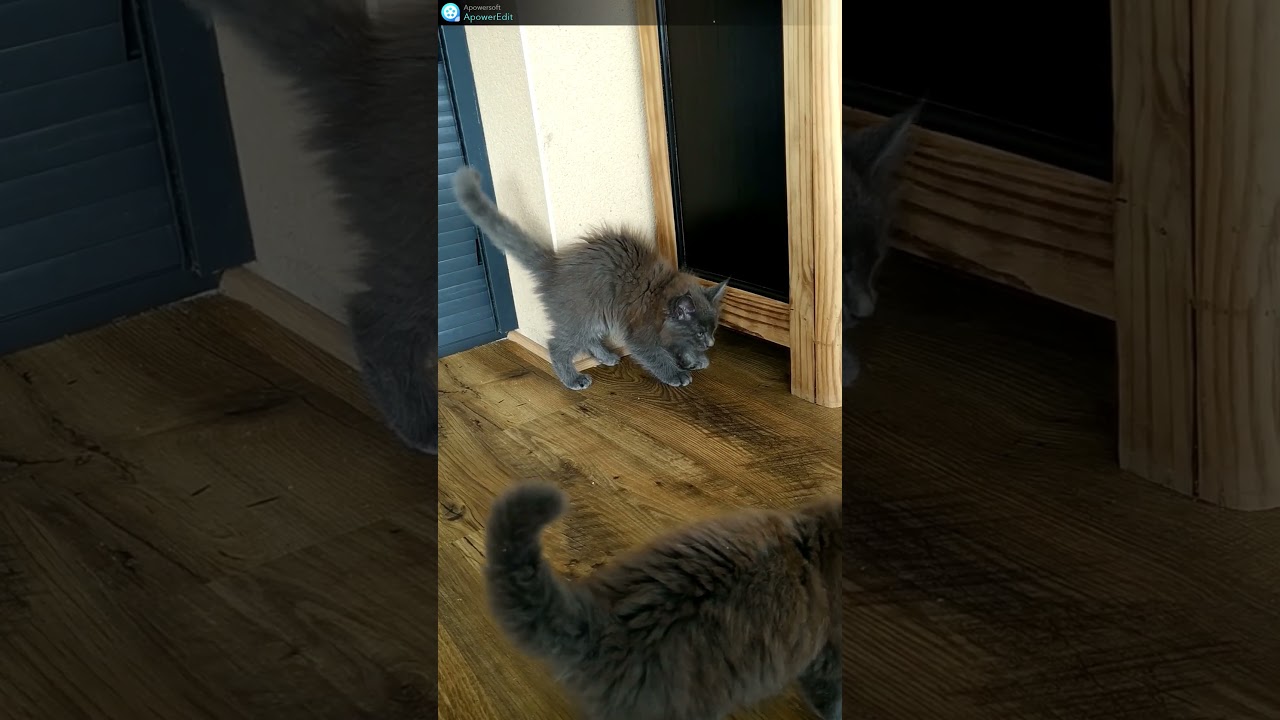 Maine coon #cat