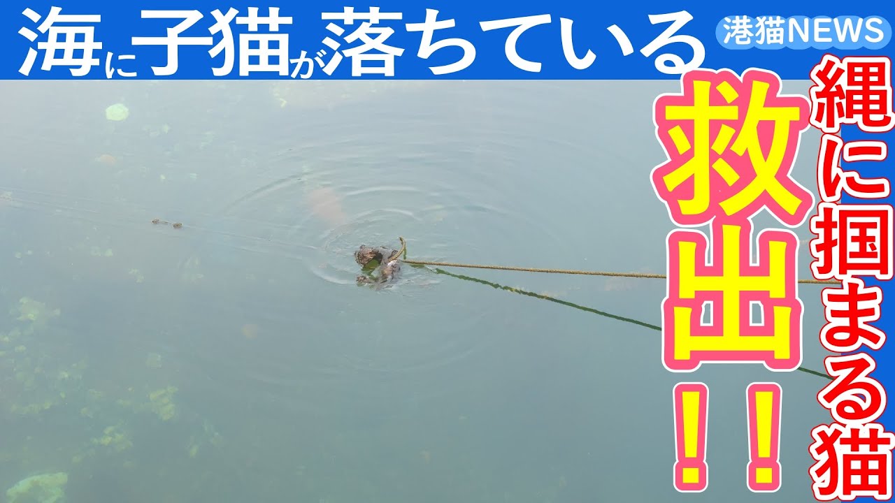 【救出】海に落ちている子猫｜港猫ニュース