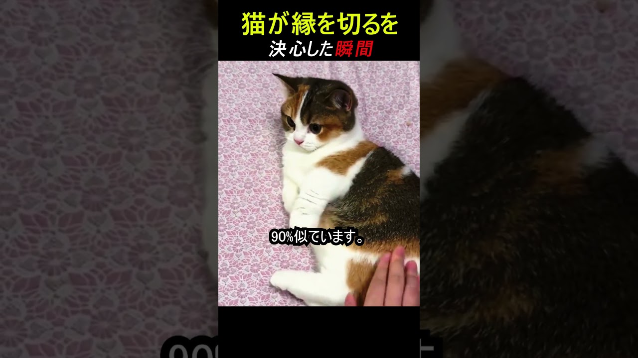 猫が縁を切るを決心した瞬間