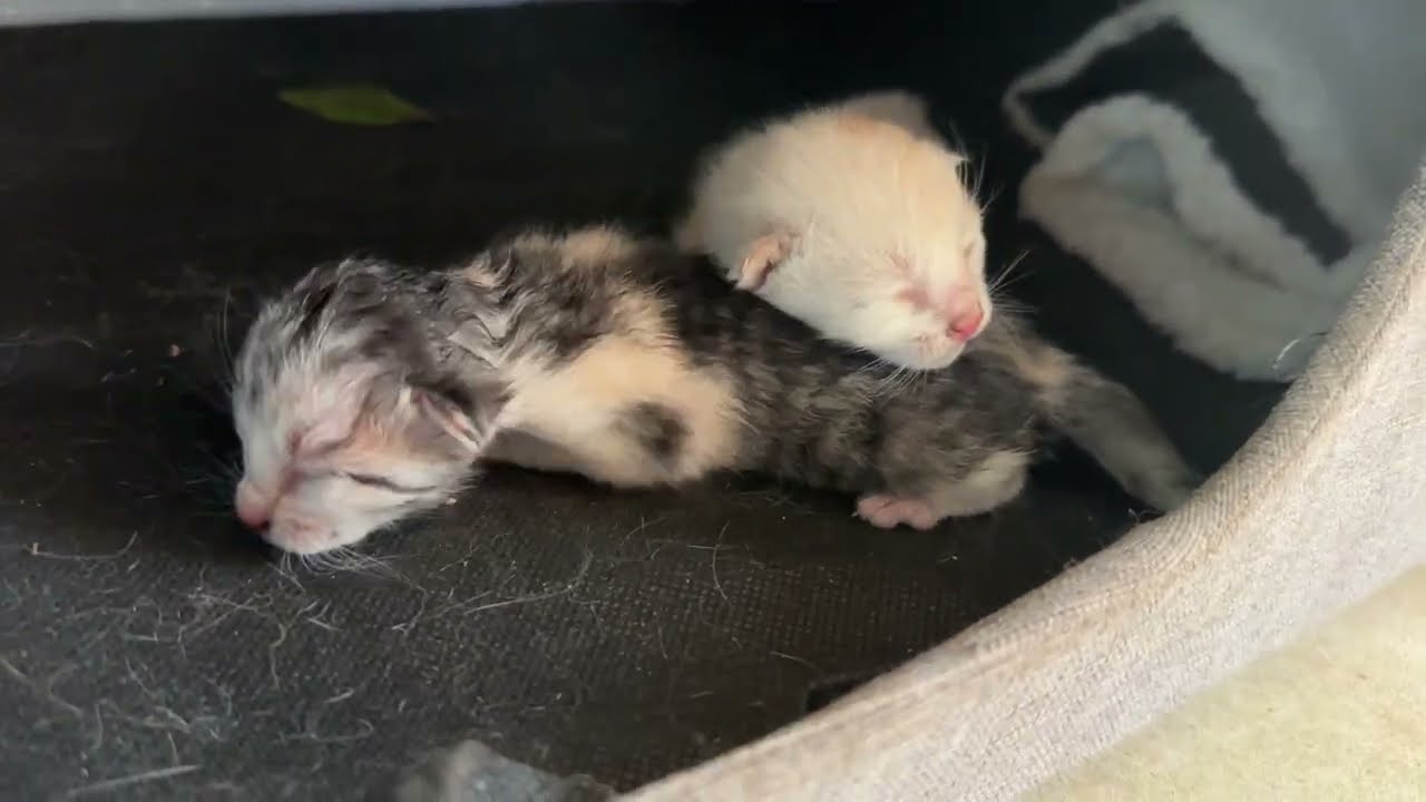 【誕生】庭猫が子猫を出産しました