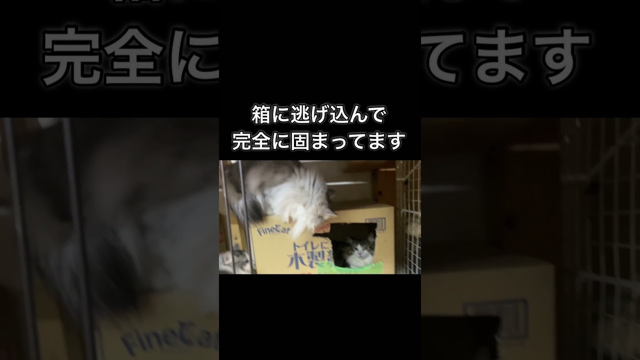 ♂猫新入の洗礼…#ノルウェージャンフォレストキャット#norwegianforestcat#cat #猫