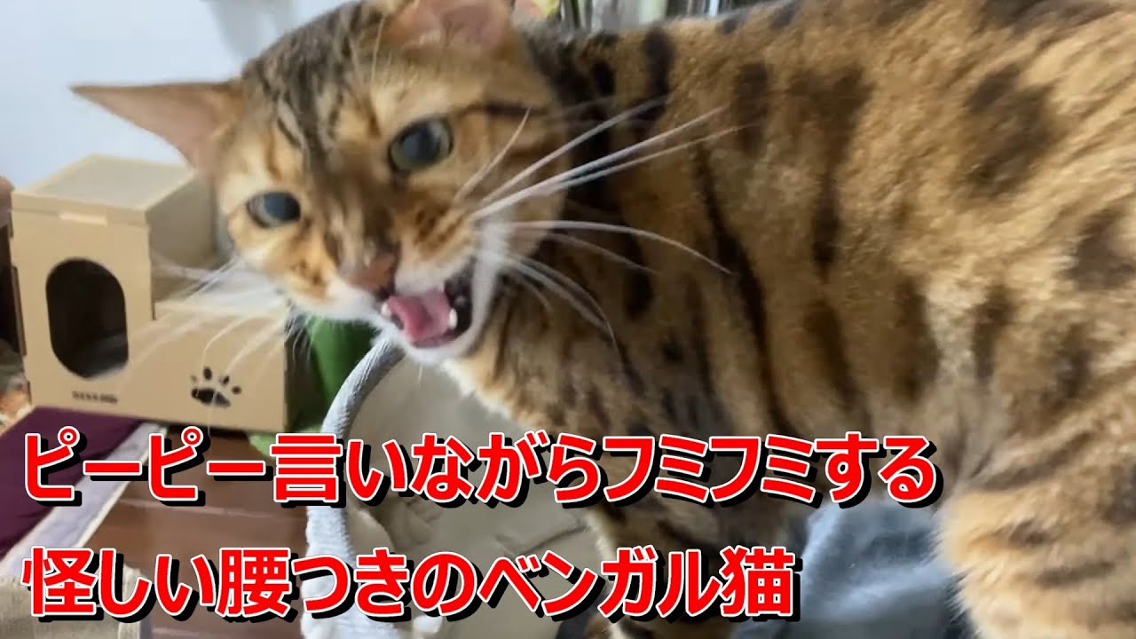鳴きながらフミフミする怪しい腰つきのベンガル猫