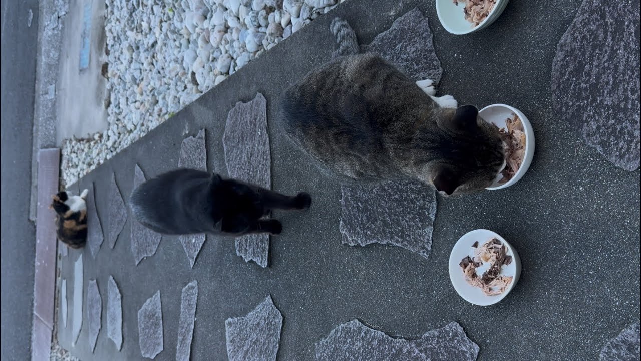 順番に朝ご飯を食べる肝っ玉母さん一家の猫❗️先ず最初は息子の、"ソックス君"がお毒見、次は待っていた姉の、"ロクちゃん"が続き、お母さんの＂たまりん"は、子供達が食べ終わってからやっと食べ始めます‼️