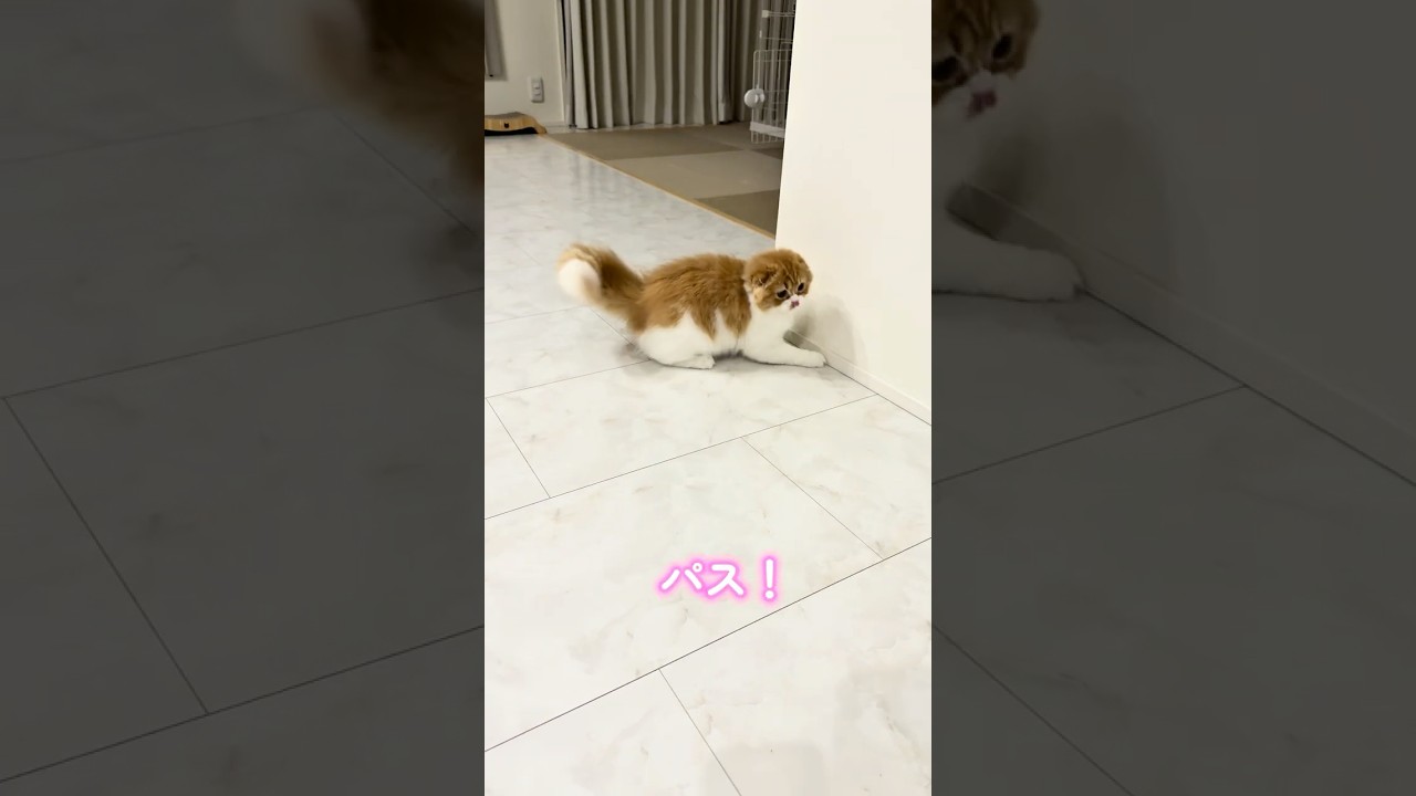 パス回しがうますぎる猫🐈✨ #スコティッシュフォールド #ねこ #猫 #cat #ねこ動画 #ぷく #もふ