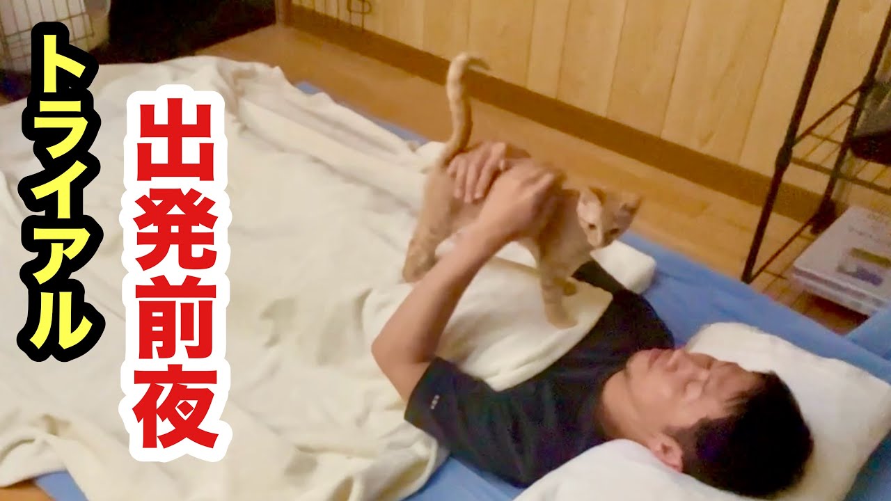 最後の夜は子猫とふたりで寝ることにしました