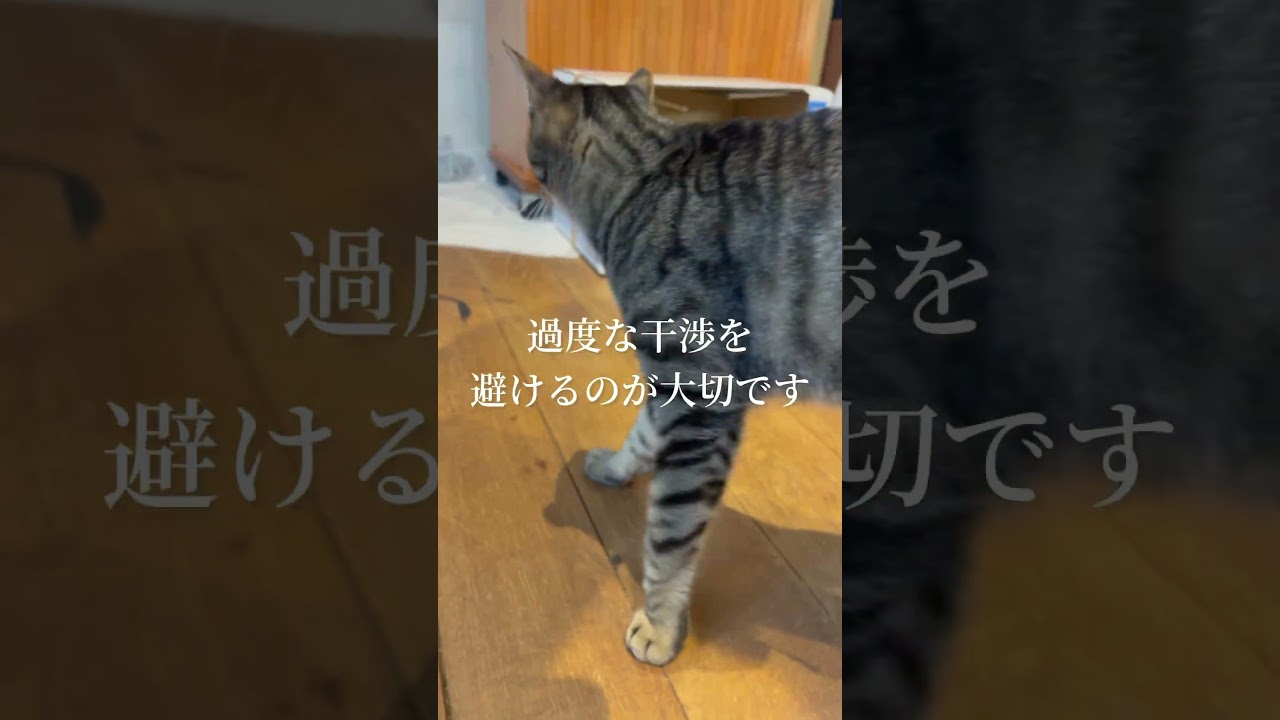 猫にモテる人の特徴3選