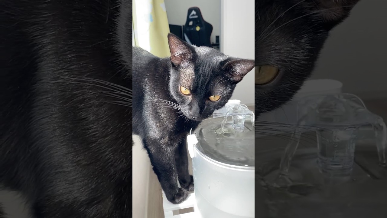 お水を眺める黒猫　#ボンベイ #子猫 #cat #bombay #猫のいる暮らし #猫のいる生活 #猫 #ねこ #ねこ動画 #猫好きさんと繋がりたい #エルフィン #給水器