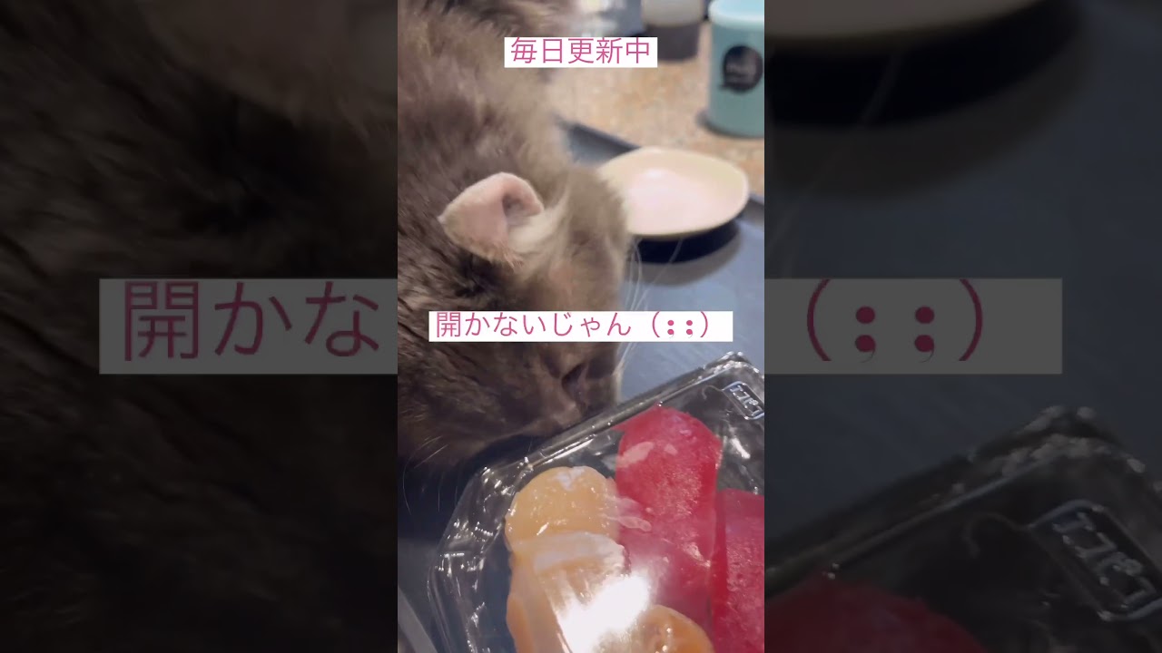 お魚天国シリーズ #ねこ動画 #アメリカンカール #かわいいねこ