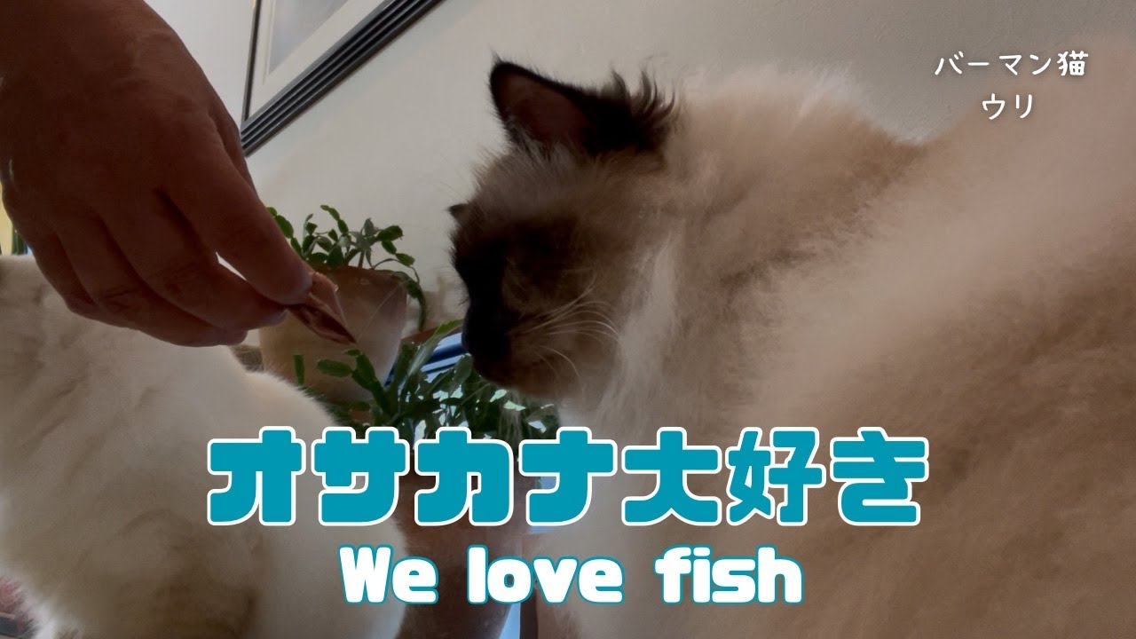 バーマン猫ラフとウリとガブ【オサカナ大好き】We love fish（バーマン猫）Birman/Cat